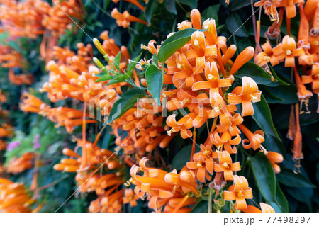 Orange flowers fire cracker vine, Flame flower, Flame vine, Orange trumpet 77498297