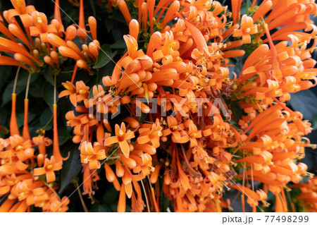 Orange flowers fire cracker vine, Flame flower, Flame vine, Orange trumpet 77498299