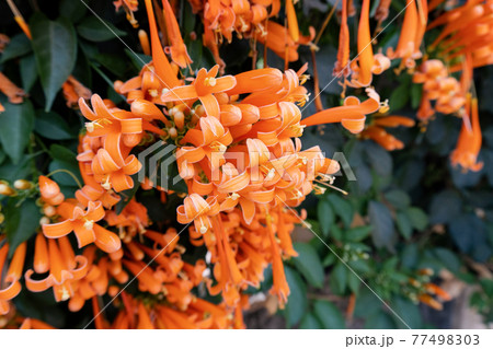Orange flowers fire cracker vine, Flame flower, Flame vine, Orange trumpet Orange flowers fire cracker vine, Flame flower, Flame vine, Orange trumpet 77498303