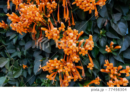 Orange flowers fire cracker vine, Flame flower, Flame vine, Orange trumpet 77498304