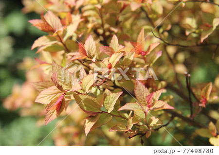 葉色が美しい 黄金シモツケ ゴールドフレーム 葉色が美しい 黄金シモツケ ゴールドフレーム 77498780