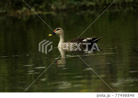 Spot billed duck, Anas poecilorhyncha, Mumbai, Maharashtra, India 77498846