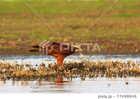 Marsh Harrier with Kill, Bhigwan, Maharashtra, India Marsh Harrier with Kill, Bhigwan, Maharashtra, India 77498849