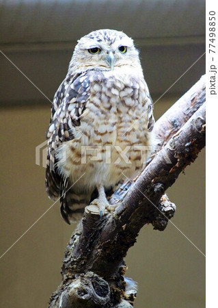 Burrowing owl, Athene cunicularia is a small, long-legged owl, USA Burrowing owl, Athene cunicularia is a small, long-legged owl, USA 77498850