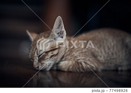 Ginger cat sleeps in funny pose. Ginger cat sleeps in funny pose. 77498926