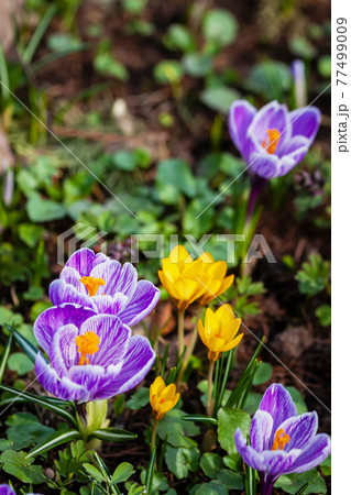 Scenic multicolored crocuses group growing on the meadow. First spring flowers. Spring blooming nature. Scenic multicolored crocuses group growing on the meadow. First spring flowers. Spring blooming nature. 77499009