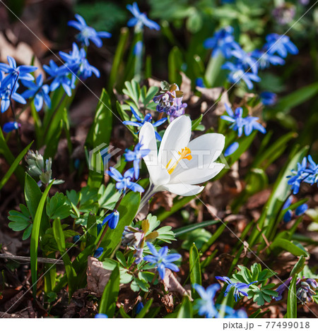 Spring meadow. First flowers, white crocus among purple scilla Spring meadow. First flowers, white crocus among purple scilla 77499018