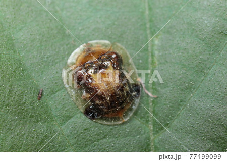 イチモンジカメノコハムシ 77499099
