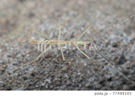トビナナフシ幼虫かエダナナフシ幼虫 77499105