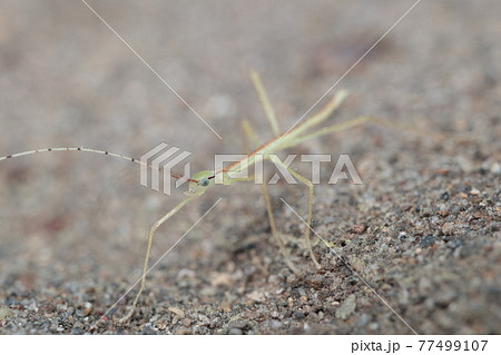 トビナナフシ幼虫かエダナナフシ幼虫 77499107