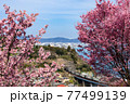 おかめ桜と踊り子号(石橋鉄橋) 77499139