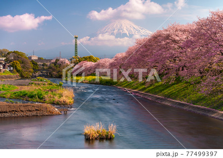 Mt. Fuji, Japan spring landscape Mt. Fuji, Japan spring landscape 77499397