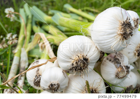 家庭菜園のニンニク収穫 77499479