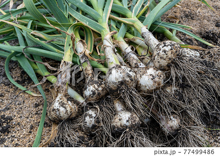 家庭菜園のニンニク収穫 77499486