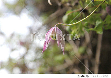 咲き始めた クレマチス アルピナウイリー ピンクの花 咲き始めた クレマチス アルピナウイリー ピンクの花 77499568
