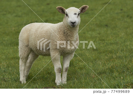 Sheep in the Cotswolds 77499689