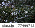 草原に落ちた桜の花びら 77499748