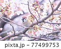 桜の木にとまる雀 77499753