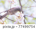 桜の花の蜜を吸うヒヨドリ 77499754