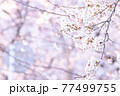 風に揺れる桜 77499755