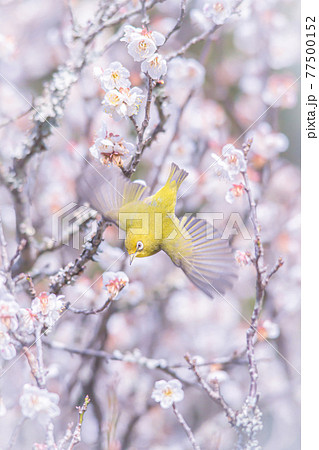 梅の木から飛ぶメジロ 77500152