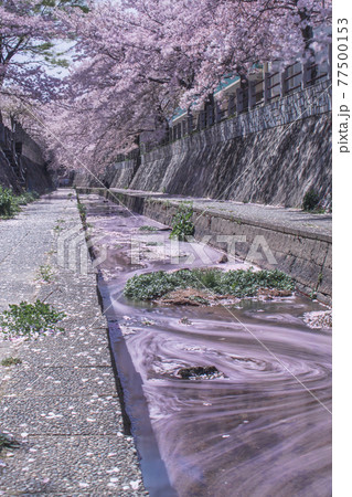川を流れる桜の花びら 77500153