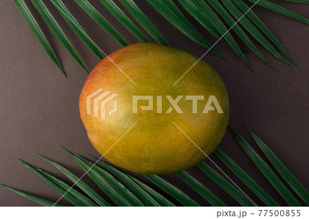 Close up of ripe mango on black table with palm leaves Close up of ripe mango on black table with palm leaves 77500855