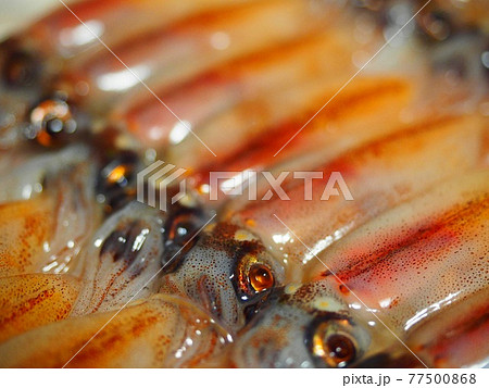 ホタルイカ　squid　Squid  japan TSUKIJI 77500868