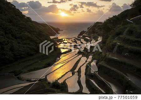 佐賀県 浜野浦の棚田の夕日 佐賀県 浜野浦の棚田の夕日 77501059