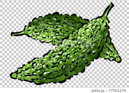 ゴーヤの手描きのイラスト 77501270