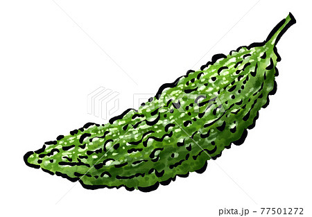 ゴーヤの手描きのイラスト 77501272