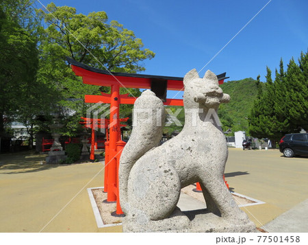 大島神社の 巻物をくわえたキツネ 大島神社の 巻物をくわえたキツネ 77501458
