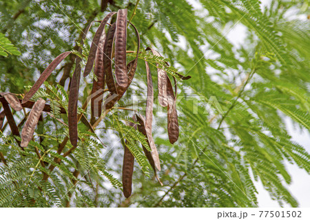 Brown leucaena on a green tree nature  healthy 77501502