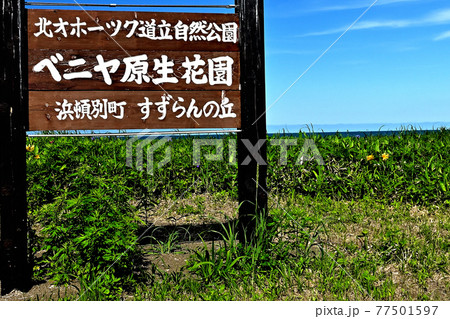 オホーツク花の名所、晴天のベニヤ原生花園。 77501597