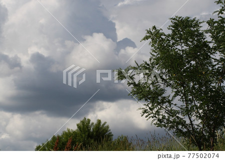 Ulmus tree and the blue sky 77502074