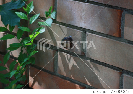 A close up of a snail and brick building A close up of a snail and brick building 77502075