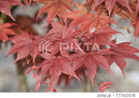 A close up of a leaves A close up of a leaves 77502076