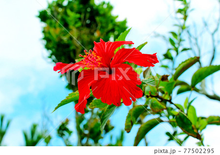 【沖縄】座間味島　林道に咲く真っ赤なハイビスカス 77502295