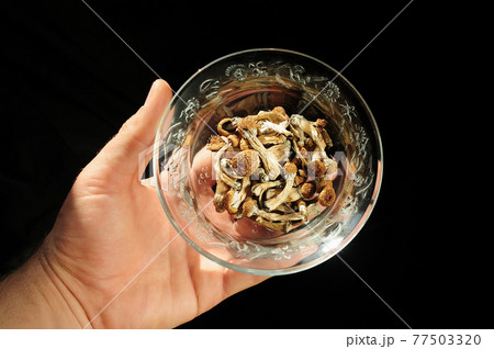 Man holds dried psilocybin mushrooms in glass jar on black background. Man holds dried psilocybin mushrooms in glass jar on black background. 77503320