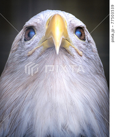 ハクトウワシ ハクトウワシ 77503539