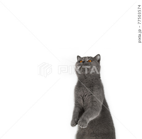 Funny gray cat stands on its hind legs and looks up. Cute British cat isolated on white background. Copy space. Surprised cat with bright yellow eyes 77503574