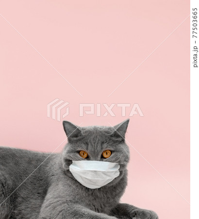 British grey cat in a medical mask on a pink background. Veterinary concept. British grey cat in a medical mask on a pink background. Veterinary concept. 77503665