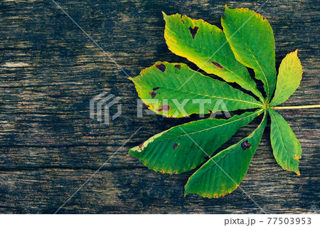 Chestnut leaf on wood flat lay mock-up Chestnut leaf on wood flat lay mock-up 77503953