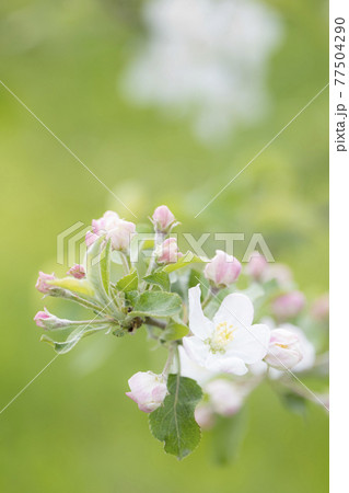 リンゴの花 花 開花 林檎 蕾 77504290