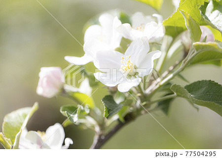 リンゴの花 花 開花 林檎 蕾 77504295