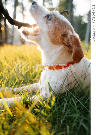 The dog catches a stick lying on the grass. The dog catches a stick lying on the grass. 77504711