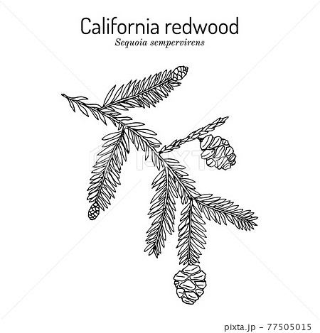 Coastal redwood Sequoia sempervirens , state tree of Californi Coastal redwood Sequoia sempervirens , state tree of Californi 77505015