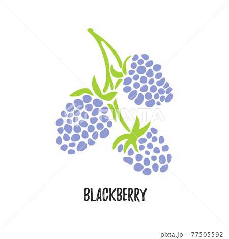 Vector. Branch blackberry fruit. Isolated modern sweet berry. Vector. Branch blackberry fruit. Isolated modern sweet berry. 77505592