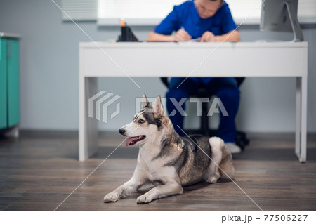 Siberian husky waiting for its owner in a vet clinic 77506227