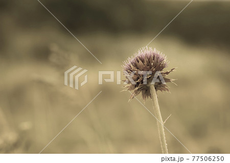 Wild flower in Patagonia, Argentina 77506250